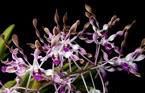 Dendrobium Adrian Lonne Purple Haze AM/AOS 80 pts.